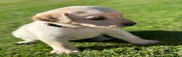 Labrador Retriever dogs for sale: Well handled Labrador puppies need a loving home - Advert 9