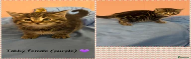 Mixed Breed 5
