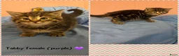 Mixed Breed cats for sale: Litter of 5 kittens looking for forever homes🐈‍⬛ in Strathaven - Advert 6