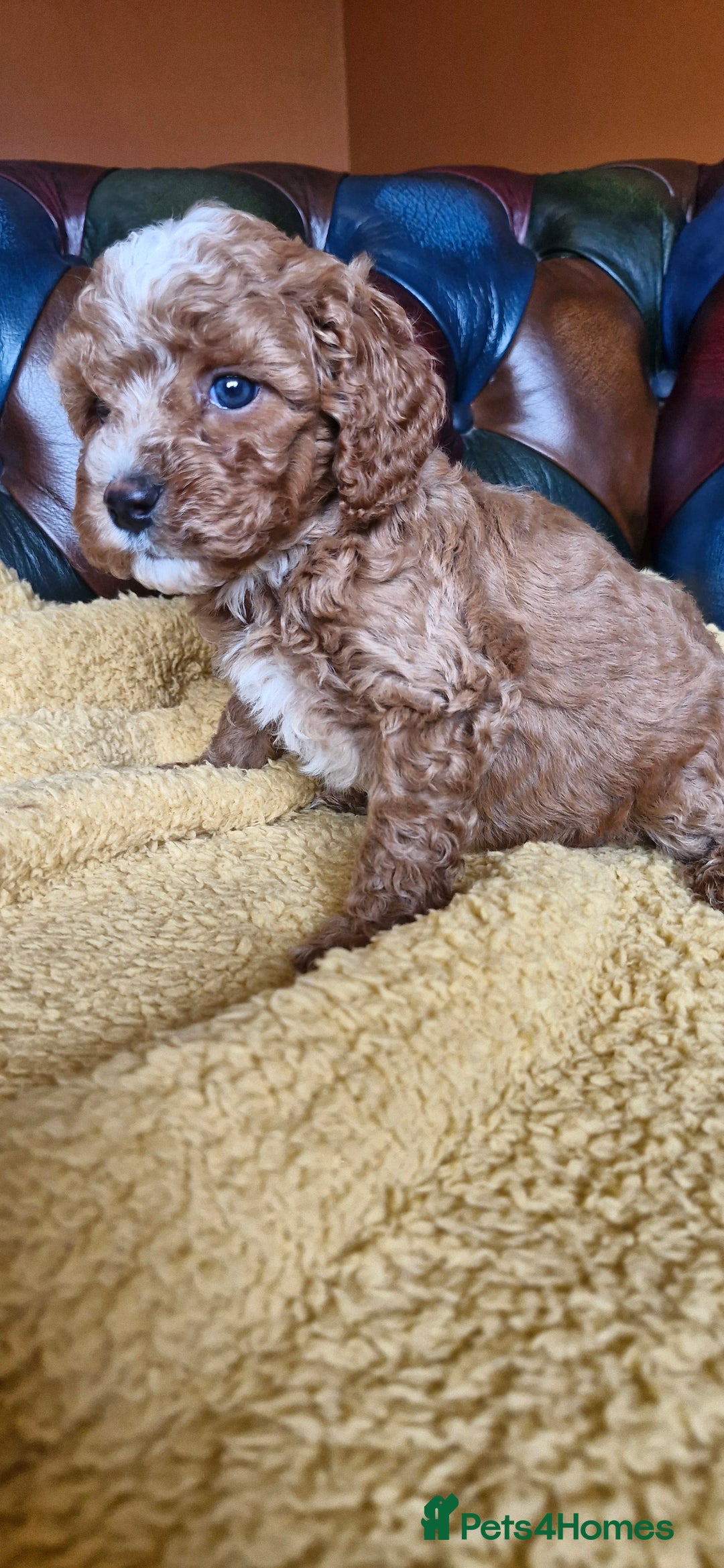 Cavapoo dogs for sale: Gorgeous f1b Cavapoo puppys.Health tested parents  - Image 9