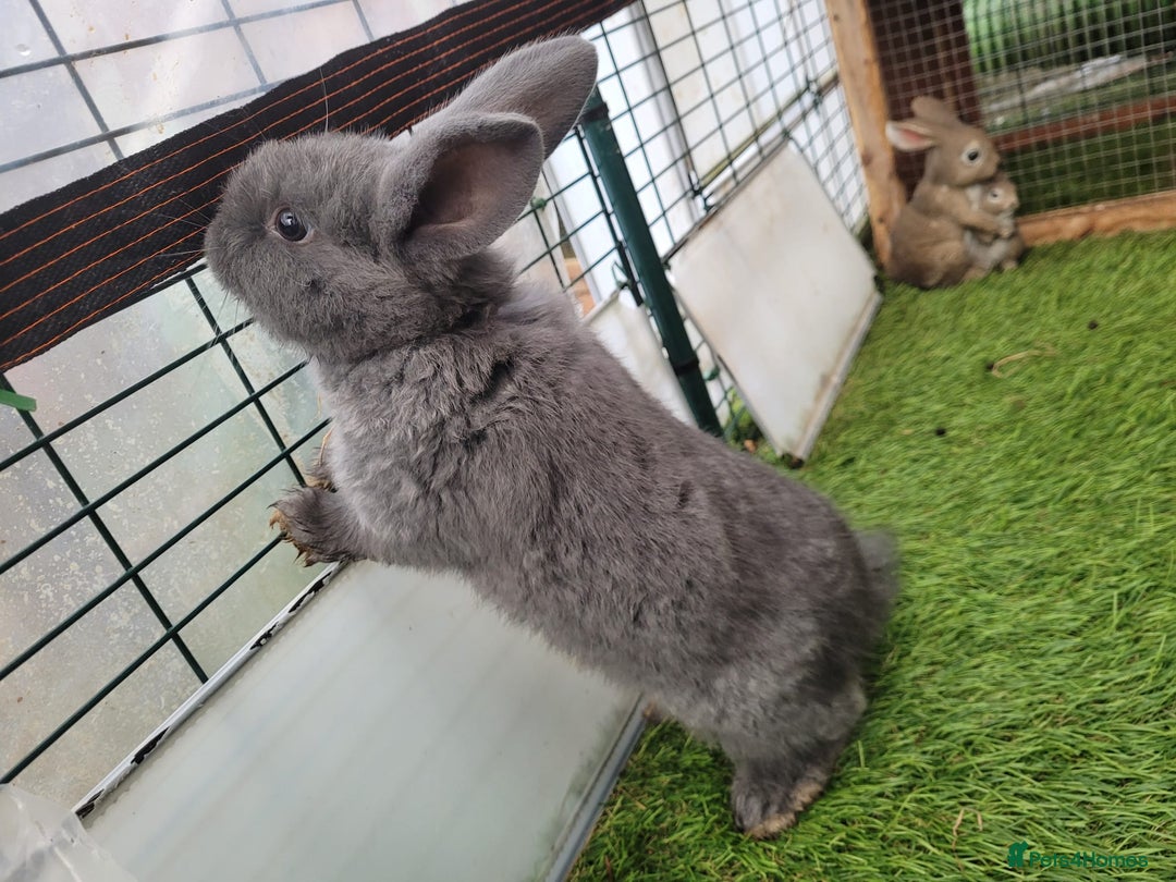 Mixed Breed rabbits for sale: Beautiful Rabbits - READY TO RESERVE - Advert 5
