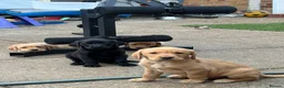 Labrador Retriever dogs for sale: Labrador Puppies - Advert 8