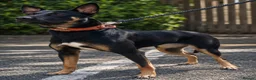 Belgian Shepherd Dog dogs for sale: Mechelse Herder Puppies For Sale - Advert 14