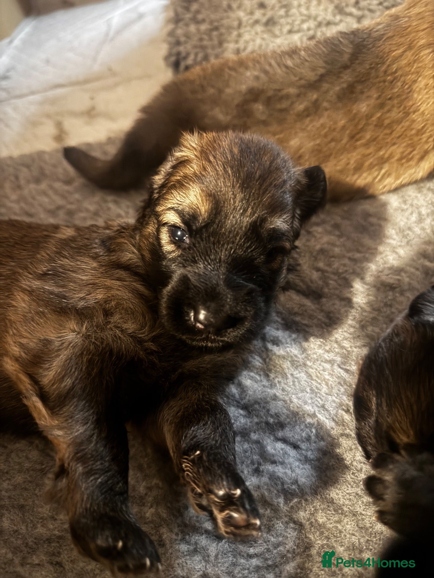 German Shepherd dogs Beautiful Working Line Pups - Advert 10