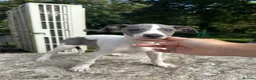 Whippet dogs for sale: 🥰LAST TWO WHIPPET BOYS REMAINING🥰 - Advert 12