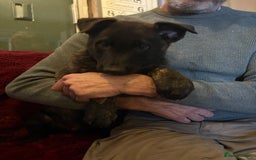 Mixed Breed dogs for sale: Dutch herder x German Shepherd pups - Image 11