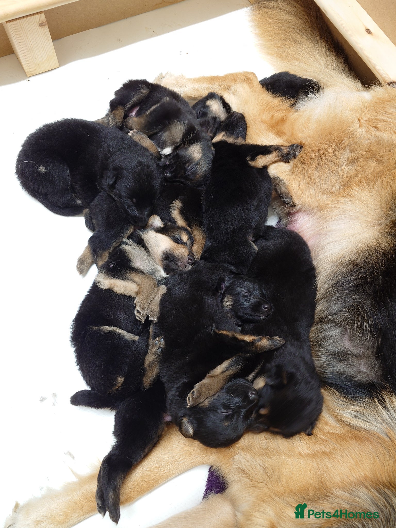 Shepsky dogs German Shepherd pups - Advert 1