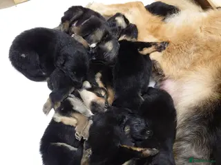 Shepsky dogs German Shepherd pups - Advert 1