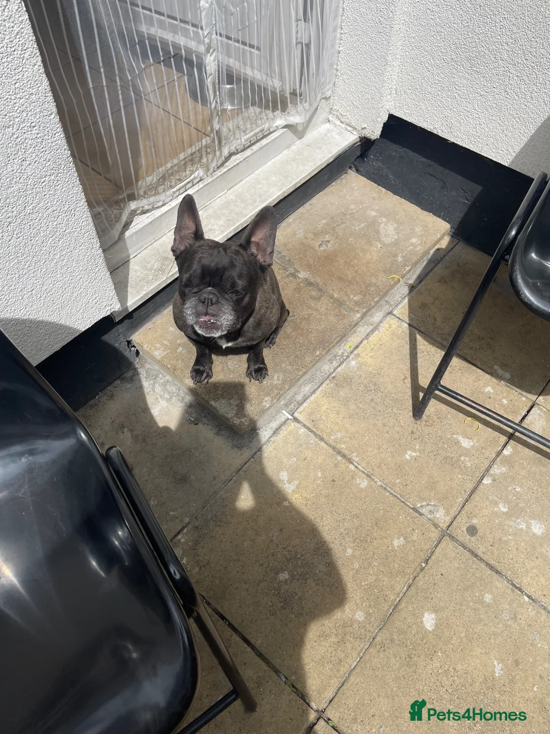 French Bulldog dogs for sale: Linda in Bedford - Advert 1