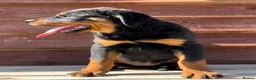 Rottweiler dogs for sale: Rottweiler pups £1250 - Advert 3