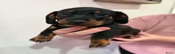 Dachshund dogs for sale: 6 Dachshund beautiful puppies for sale - Advert 23