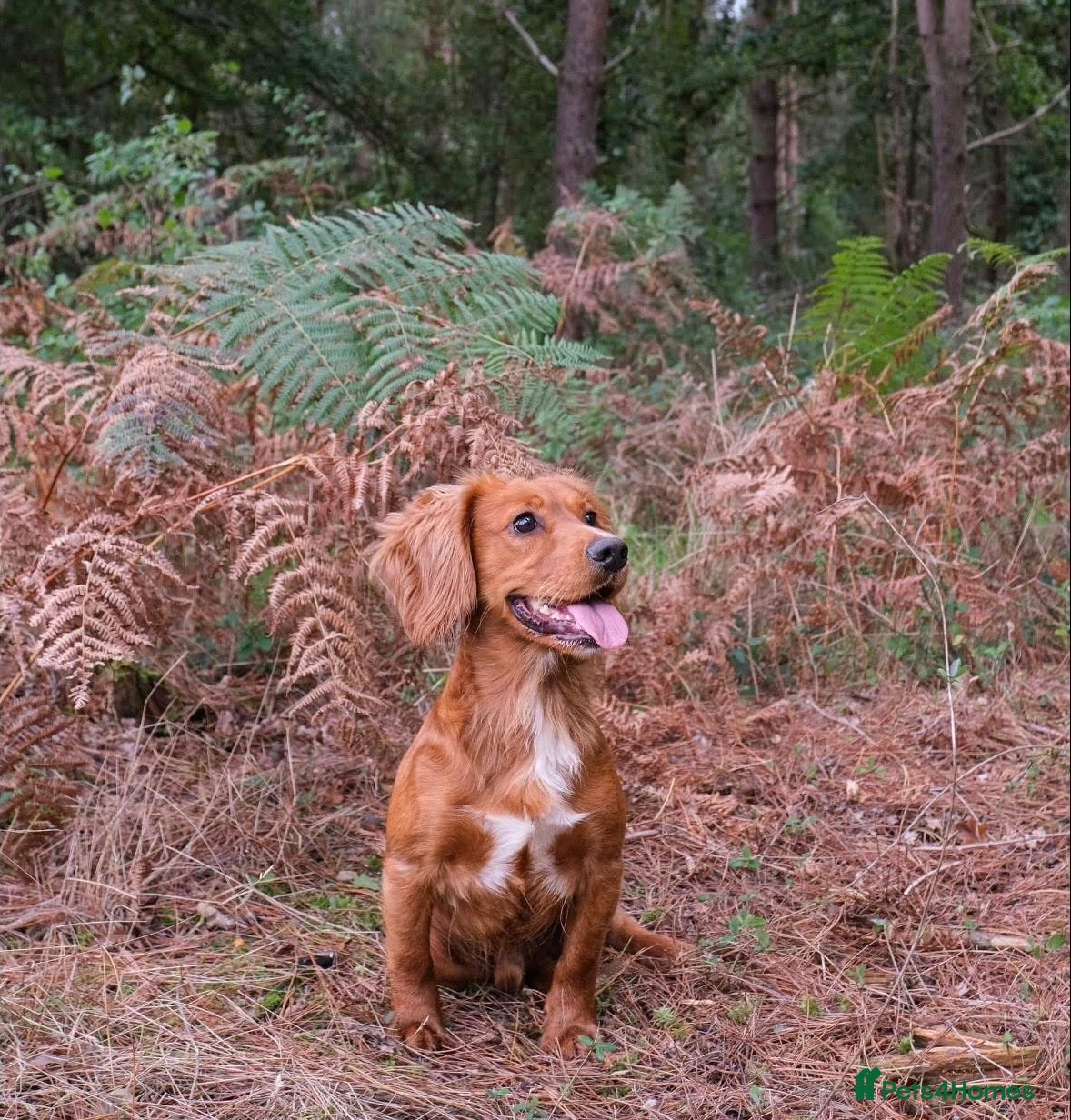 Cocker Spaniel dogs for sale: Litter of 10 gorgeous working Cocker Spaniels in Norwich - Advert 11