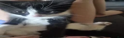 Mixed Breed cats for sale: Dainty little black & white female kitten - Advert 1