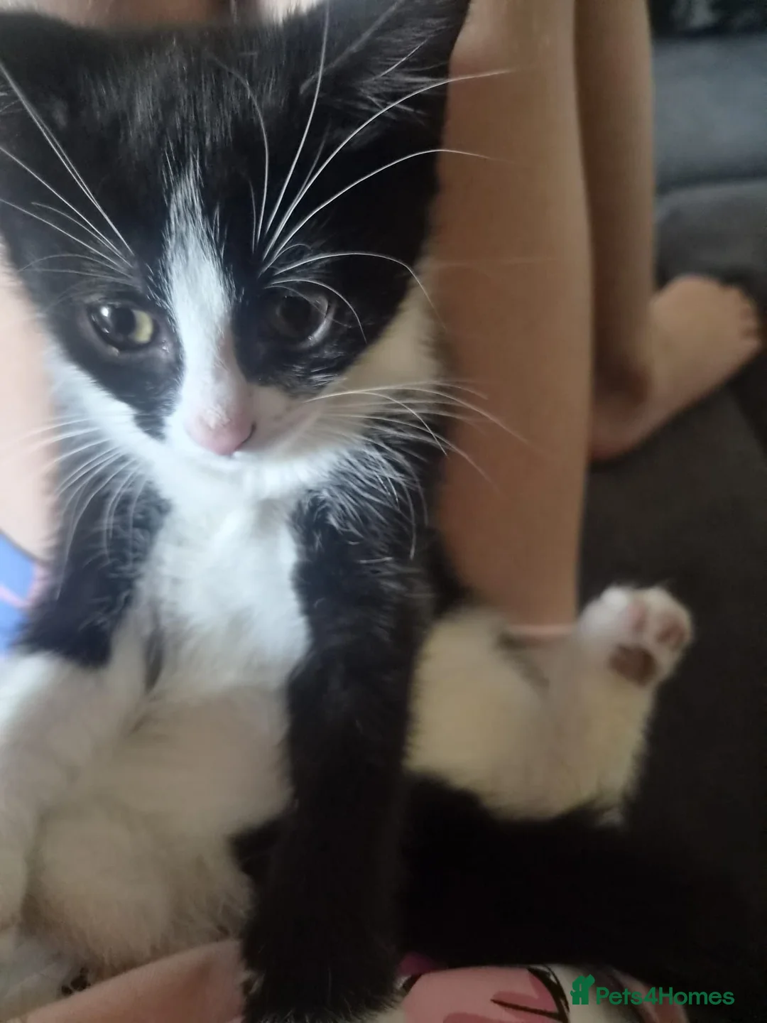 Mixed Breed cats for sale: Dainty little black & white female kitten - Advert 1