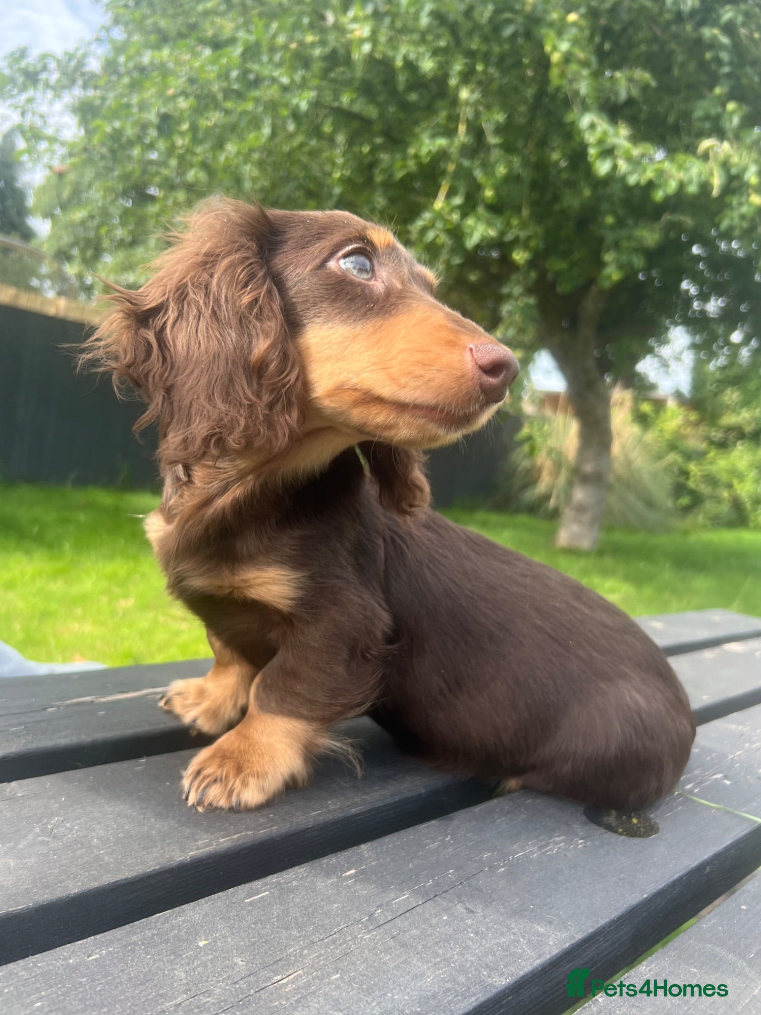 Miniature Dachshund dogs Reduced Price - last .KC. Longhaired Boy Available - Advert 10