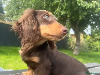 Miniature Dachshund dogs Reduced Price - last .KC. Longhaired Boy Available - Advert 10