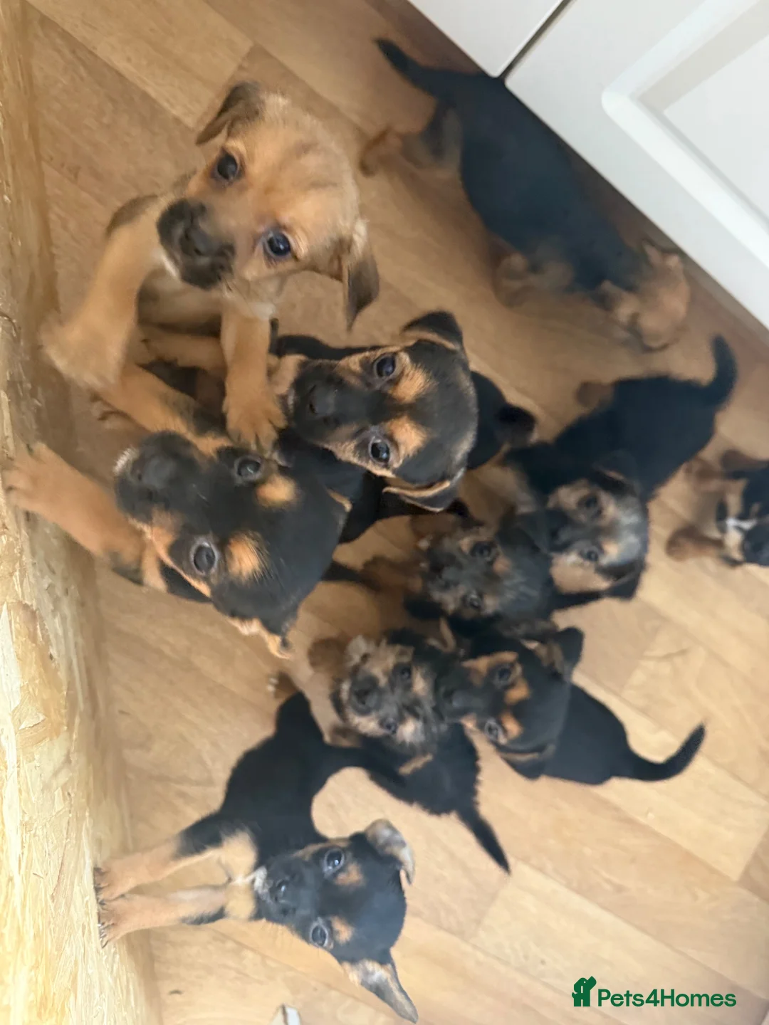 Mixed Breed dogs for sale: Jack Russell x boarder terrier  in Radstock - Advert 3