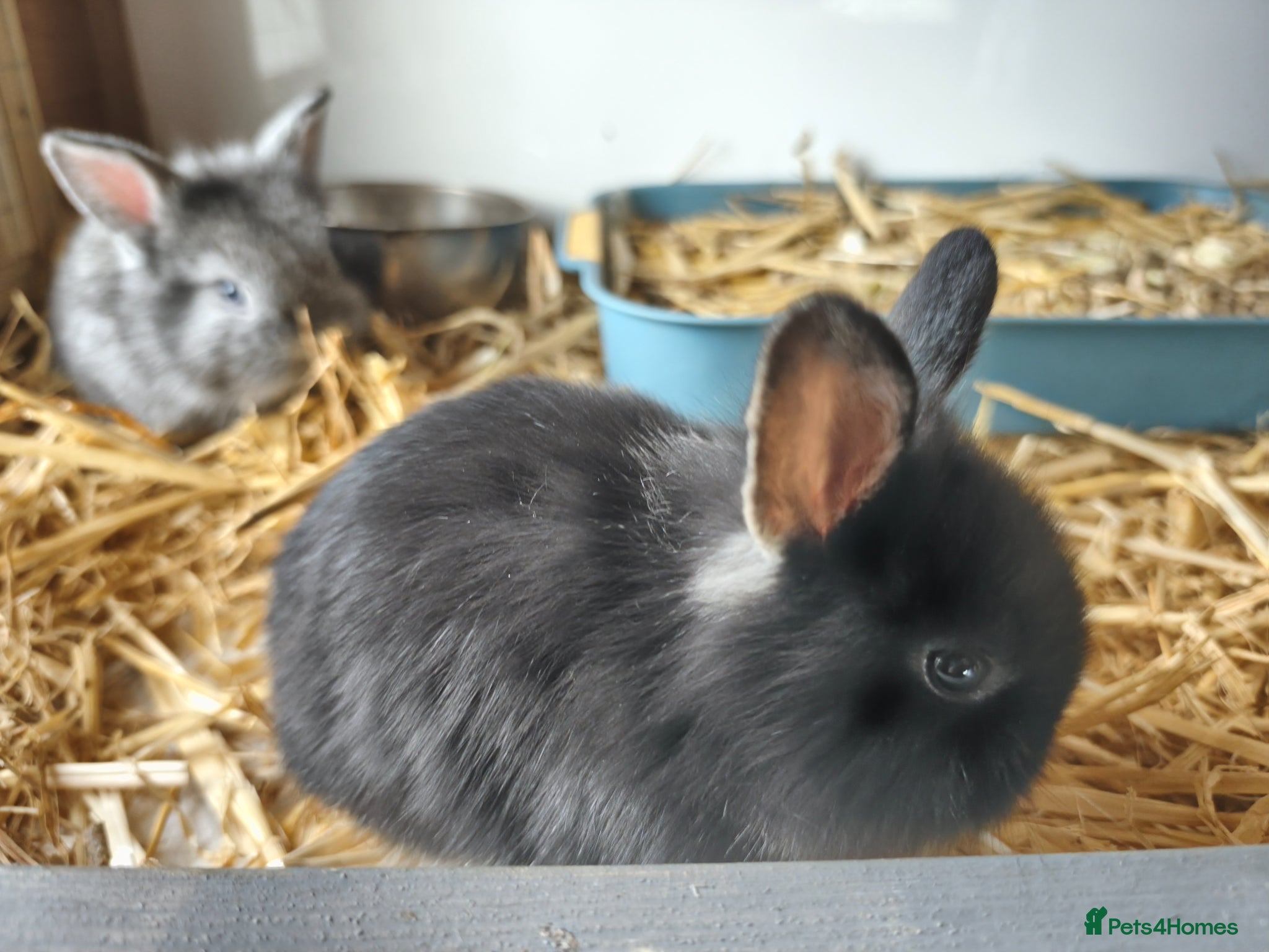 Mini Lop rabbits for sale: Rare Mini Lion Lop Babies for Sale  - Advert 10
