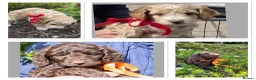 Cockapoo dogs for sale: Cockerpoo - Advert 8