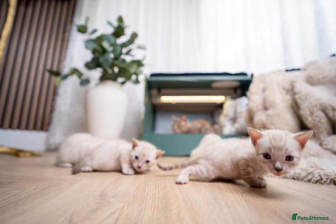 Bengal cats for sale: 3 Snow Bengal Boys-Gorgeous-TICA-Ready in November - Image 9