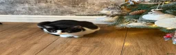 Ragdoll cats for sale: Beautiful litter of 5 kittens for sale  - Advert 1