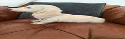 Miniature Dachshund dogs for sale: Stunning Pure Cream Longcoat Male  - Advert 12