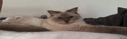 Ragdoll cats for sale: 3yr old Celestia is looking for a new home  - Advert 1