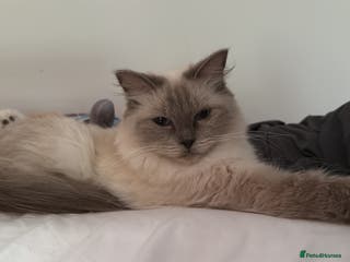Ragdoll cats 3yr old Celestia is looking for a new home - Advert 1