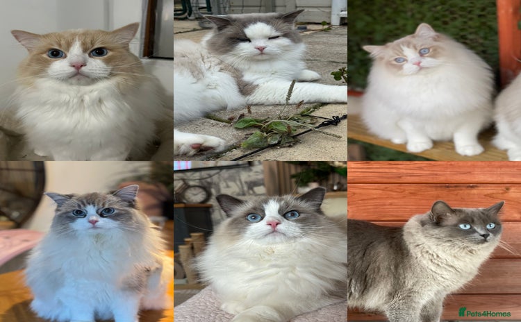 Ragdoll cats - Advert 2