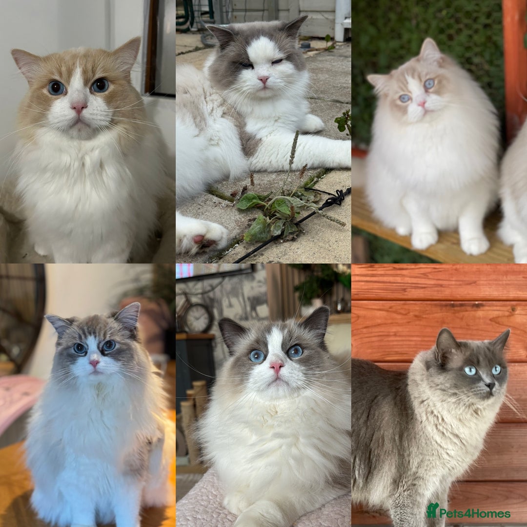 Ragdoll cats for sale: Ragdoll adult  Tica  - Image 1