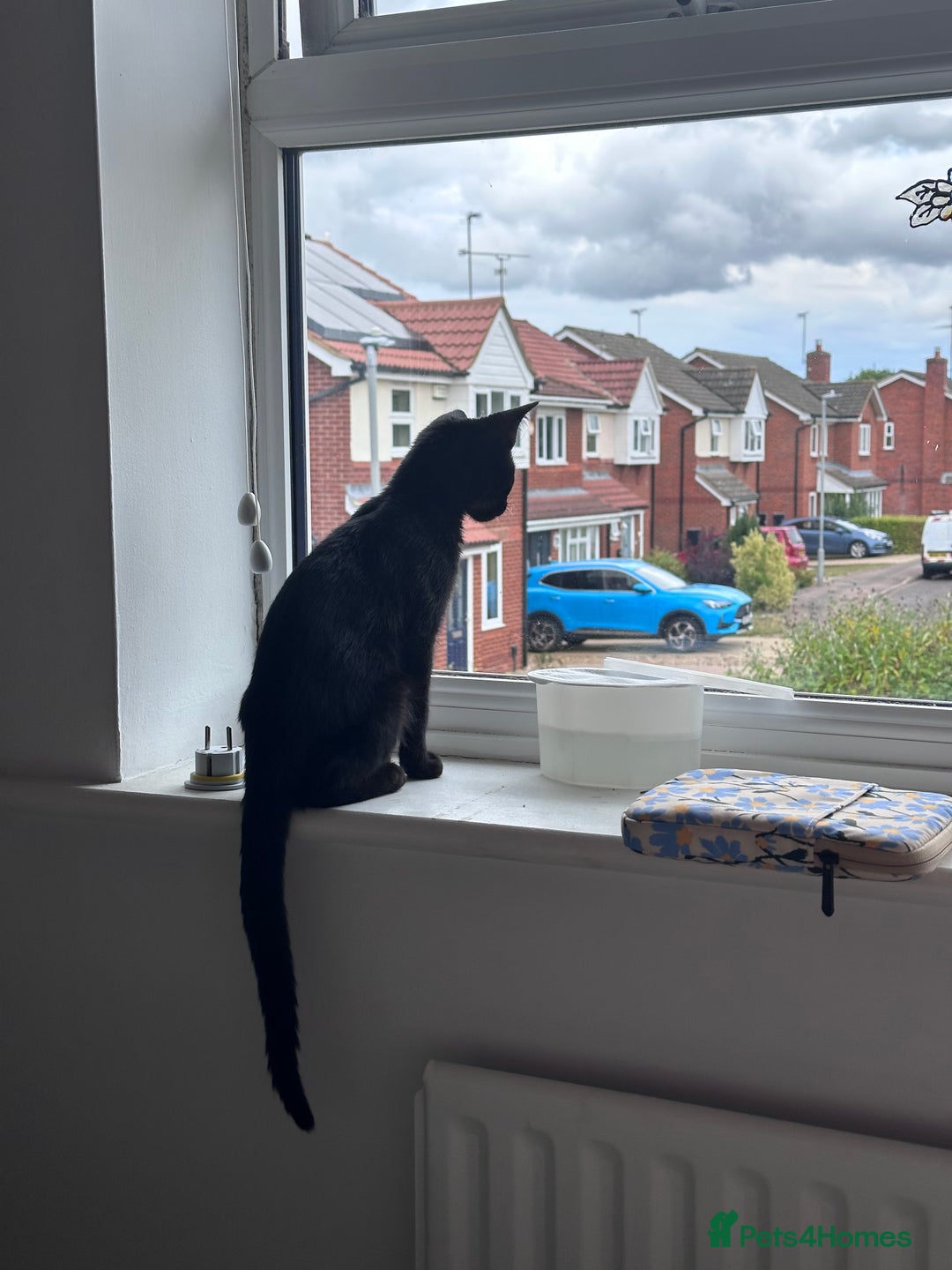 Domestic Shorthair cats for sale: female black kitten  - Image 7