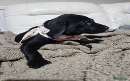 Labrador Retriever dogs for sale: 2boys / 4 girls  READY TODAY FOR FOREVER HOMES - Image 27