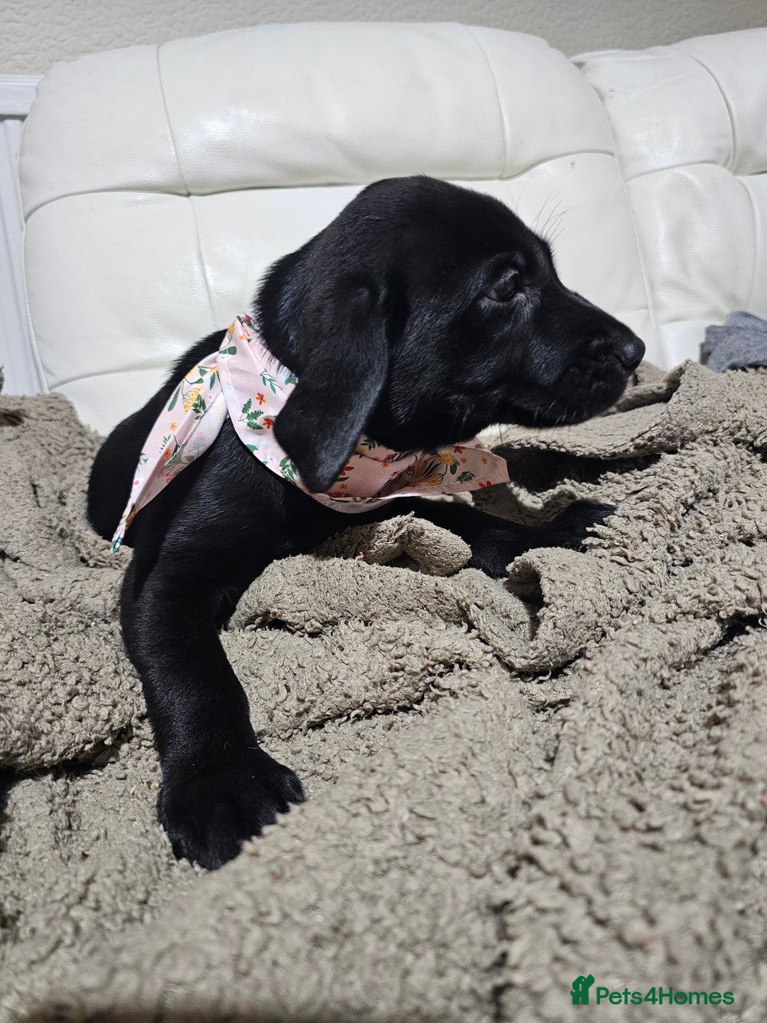 Labrador Retriever dogs for sale: 2boys / 4 girls  READY TODAY FOR FOREVER HOMES - Image 27