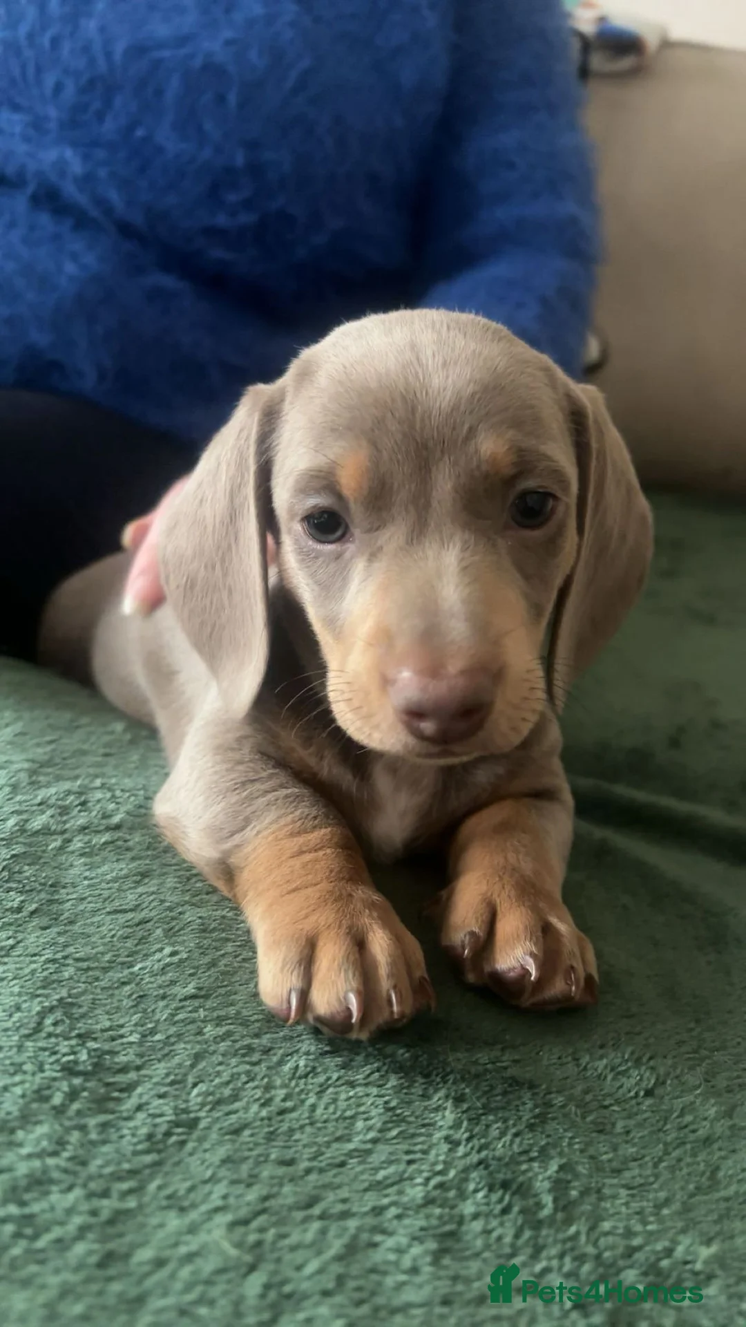 Miniature Dachshund dogs for sale: Beautiful Isabella and Tan Miniature Dachshunds  - Advert 12