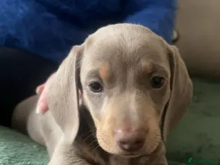 Miniature Dachshund dogs Beautiful Isabella and Tan Miniature Dachshunds - Advert 7