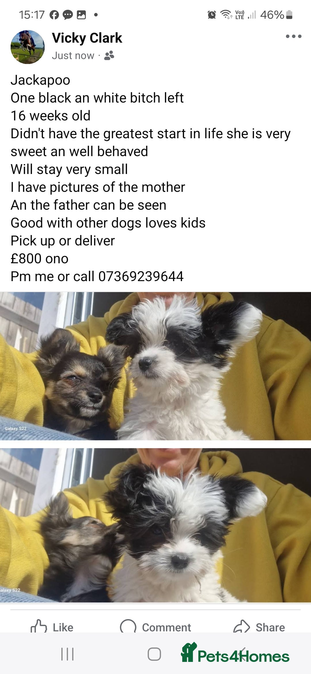 Jackapoo dogs for sale: Jackapoo  - Image 1