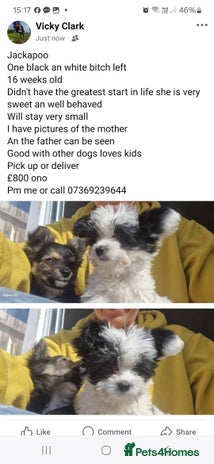 Jackapoo dogs - Advert 1