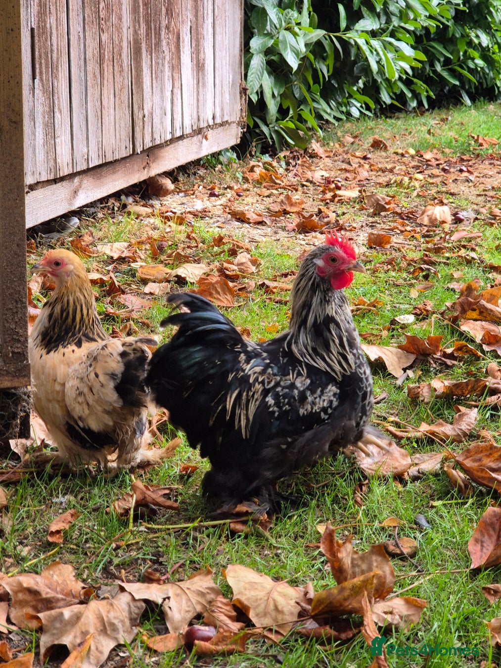 Chickens poultry Pekin Bantam Breeding Cockerels - Advert 9