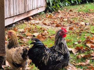 Chickens poultry - Advert 21