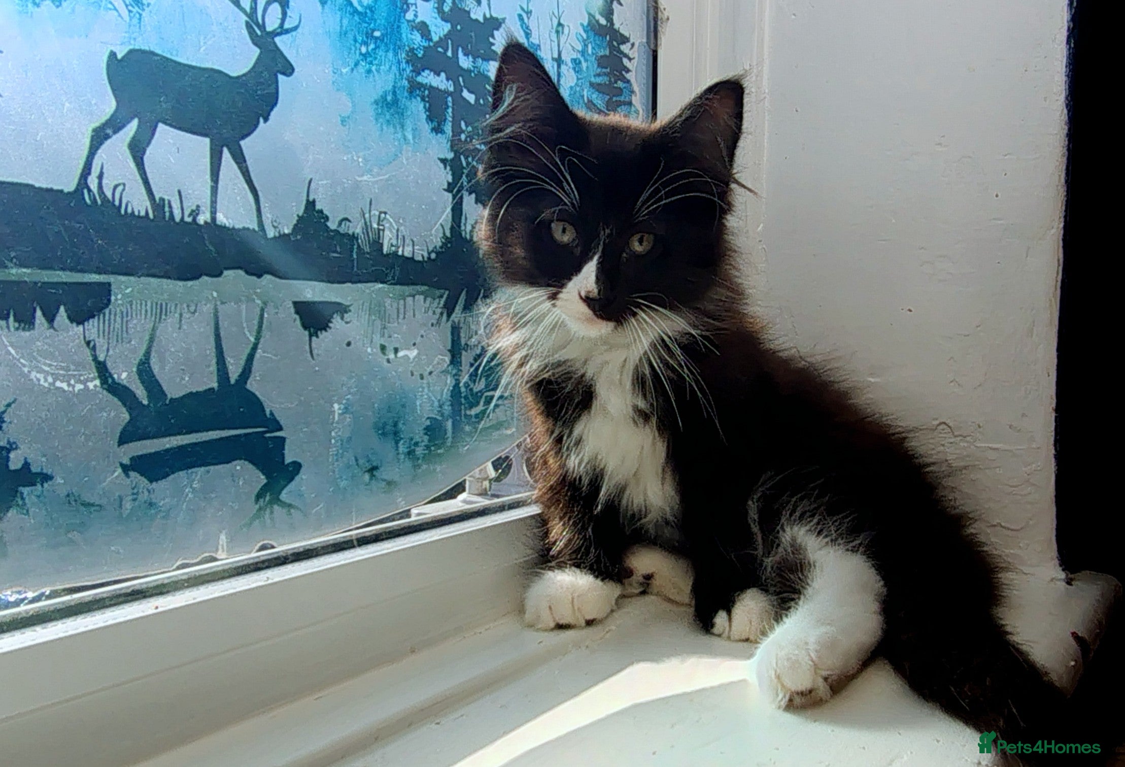 Norwegian Forest Cat cats Ready to leave Pedigree Norwegian Forest kittens - Advert 21