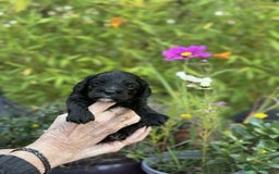 Cavapoo dogs for sale: Quality True mini Cavapoo Puppies in Eastleigh - Image 12