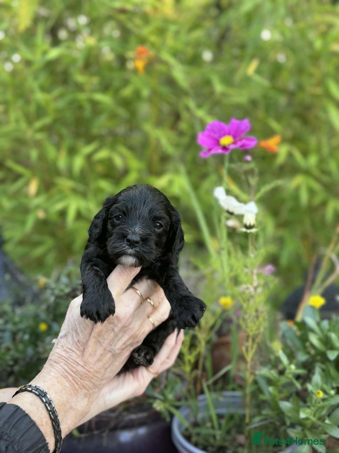 Cavapoo dogs for sale: Quality True mini Cavapoo Puppies in Eastleigh - Image 12
