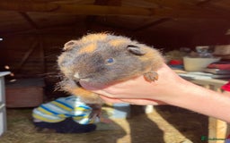 Guinea Pig rodents for sale: Well handled Guinea pigs  - Image 5