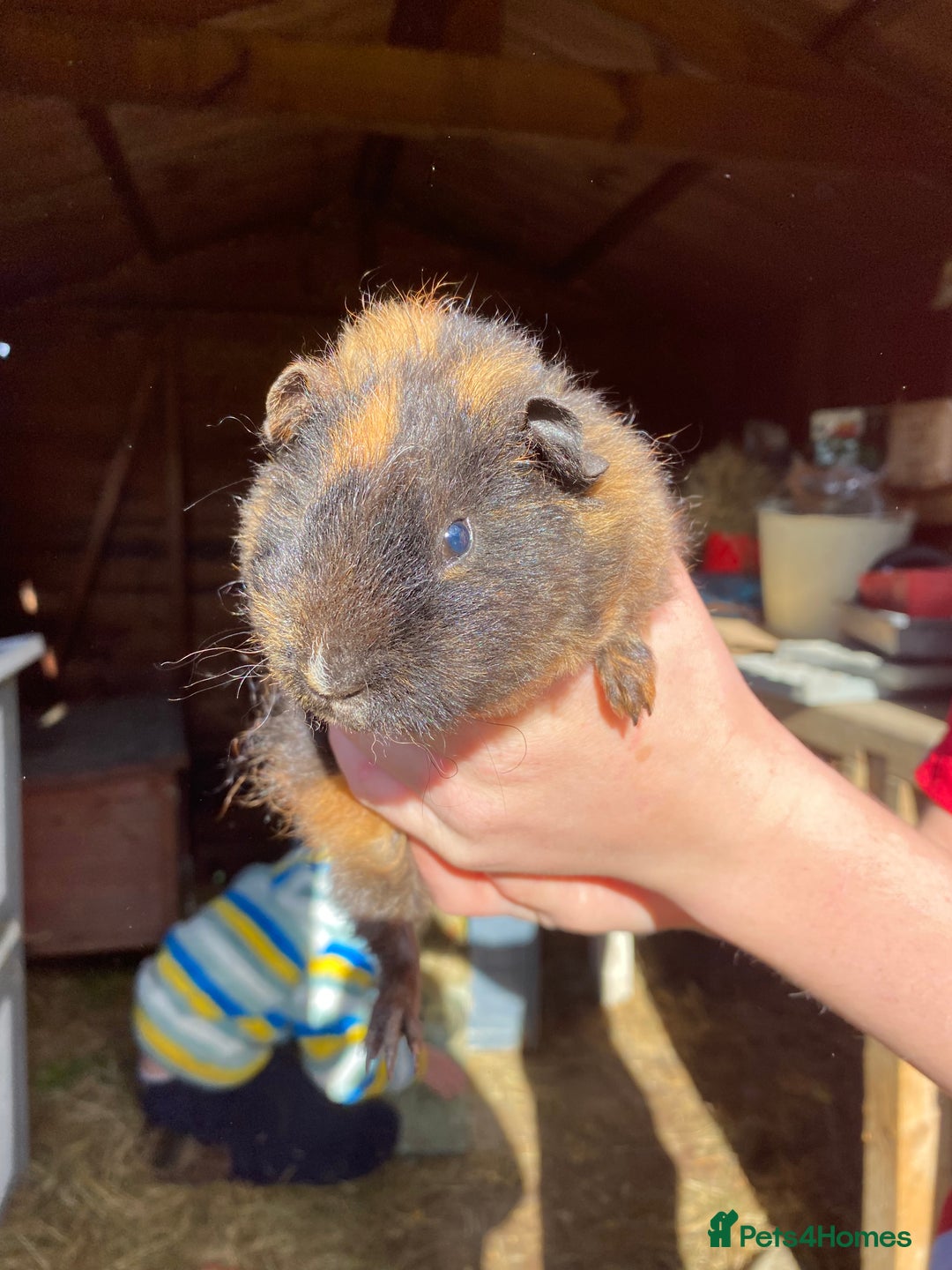 Guinea Pig rodents for sale: Well handled Guinea pigs  - Image 5