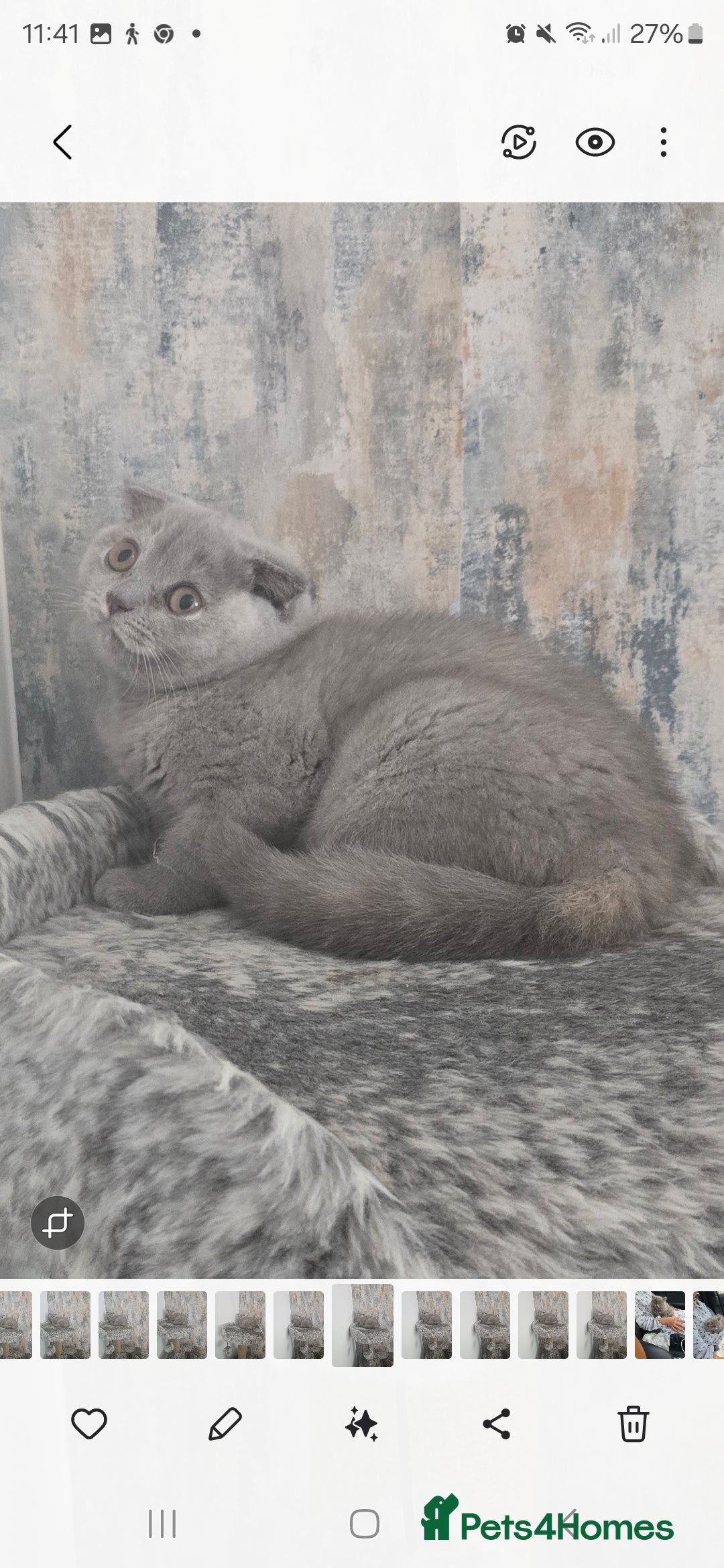 British Shorthair cats for sale: LAST ONE Teddy Bristish Short kittens - Image 8