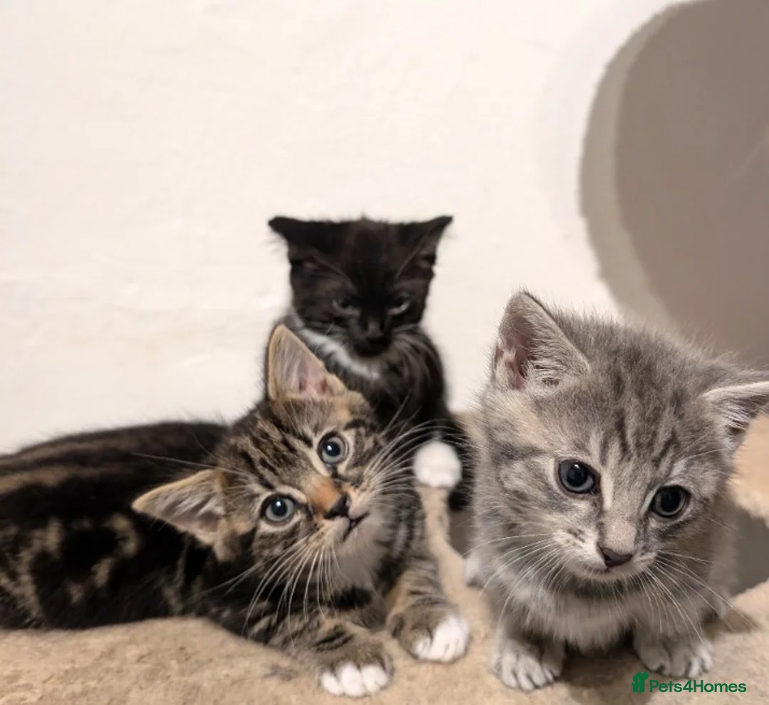 Mixed Breed cats for sale: Kitten  - Advert 8