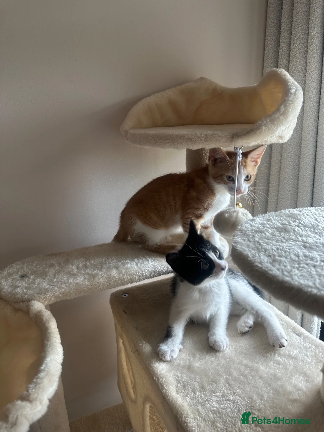 Mixed Breed cats for sale: Beautiful boy and girl kittens - Advert 2