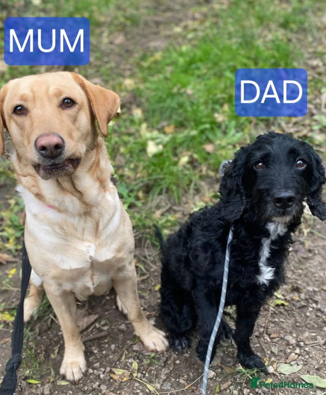 Mixed Breed dogs for sale: 9 Beautiful Puppies for sale - Advert 2