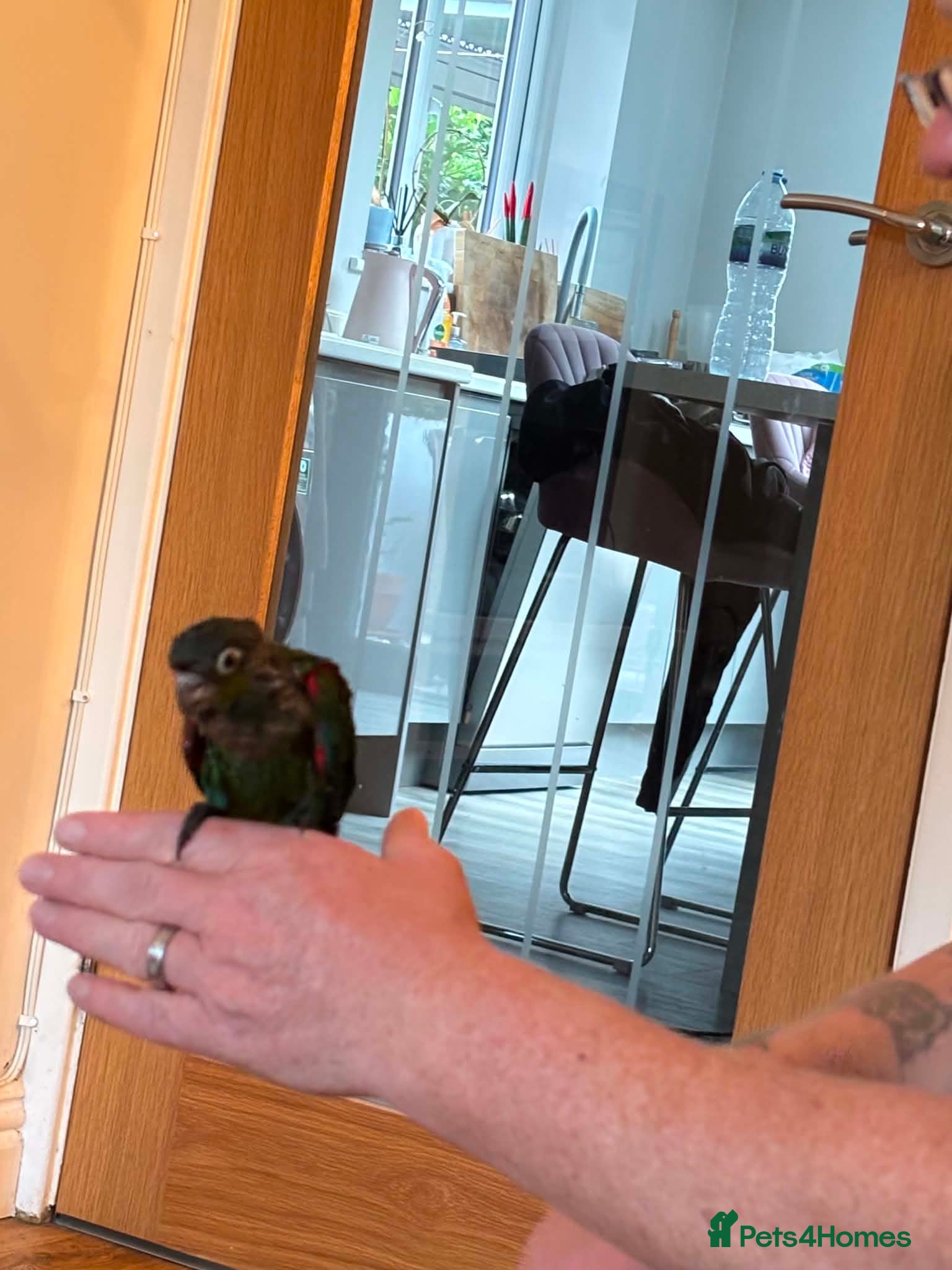 Conures birds Crimson bellied conure - Advert 2