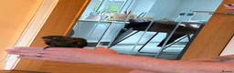 Conures birds for sale: Crimson bellied conure - Advert 2